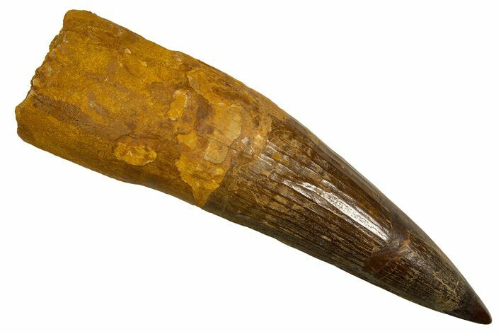 Fossil Spinosaurus Tooth - Composite Tooth #328055